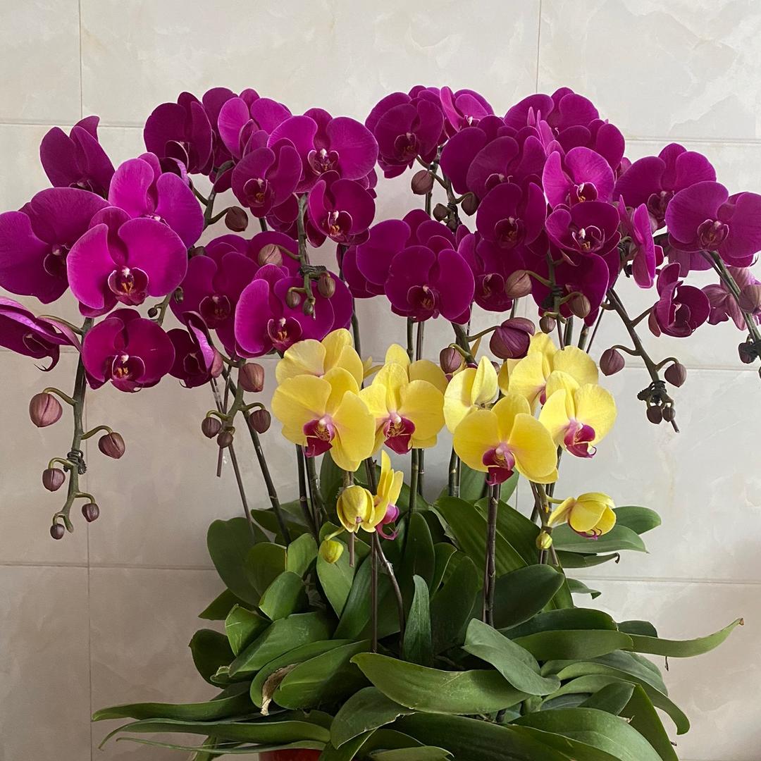 重庆妹在广州👭