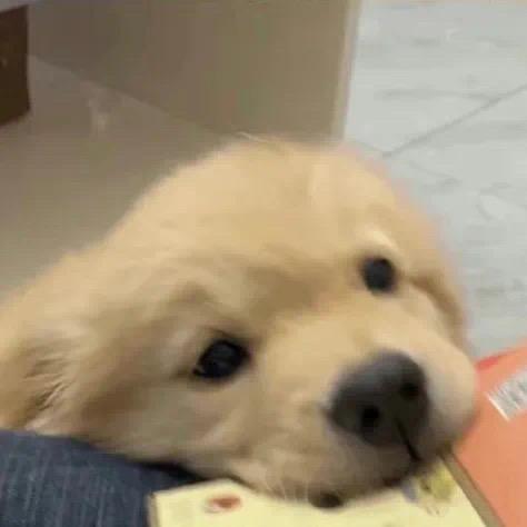 优雅的栓Q王子