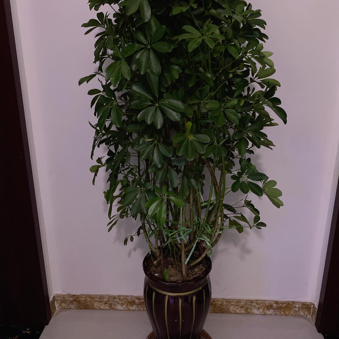 缘分