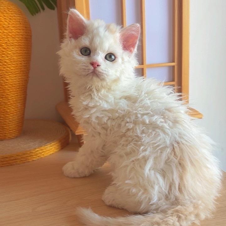 大连猫咪岛铲屎官