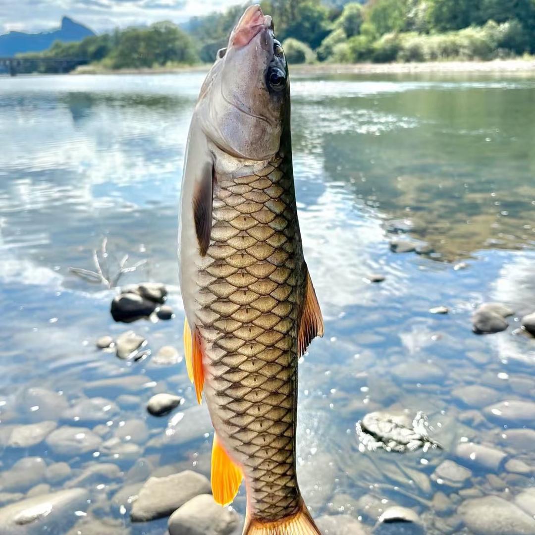 福建寿宁高山生态鱼