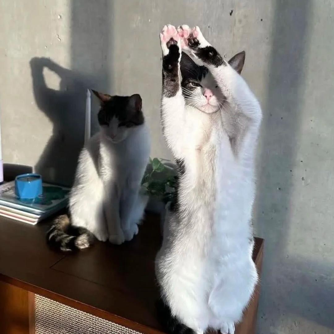 点心