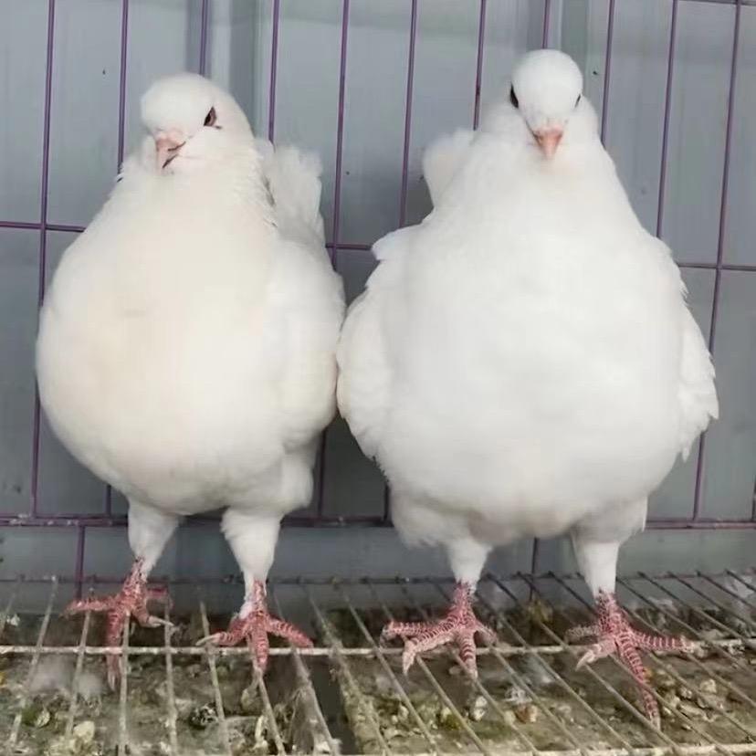 又胖又大的鸽子