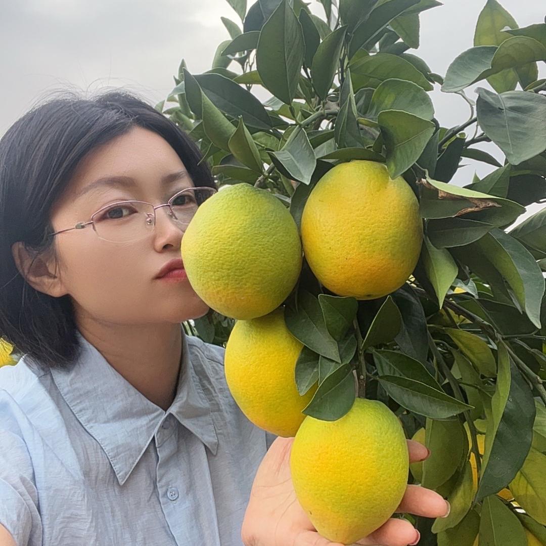 种赣南脐橙的乔子（招代理）