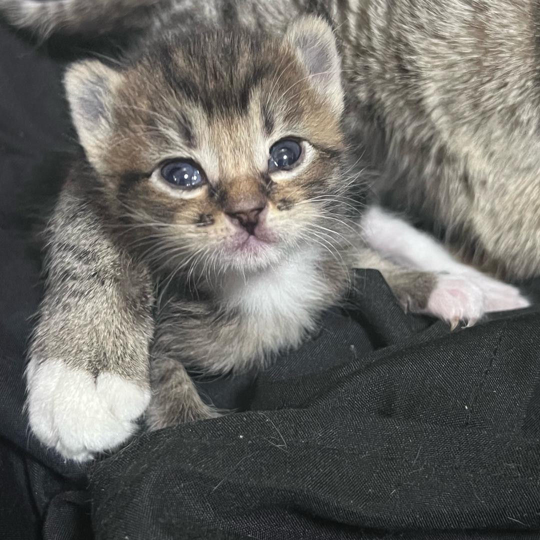 小小猫