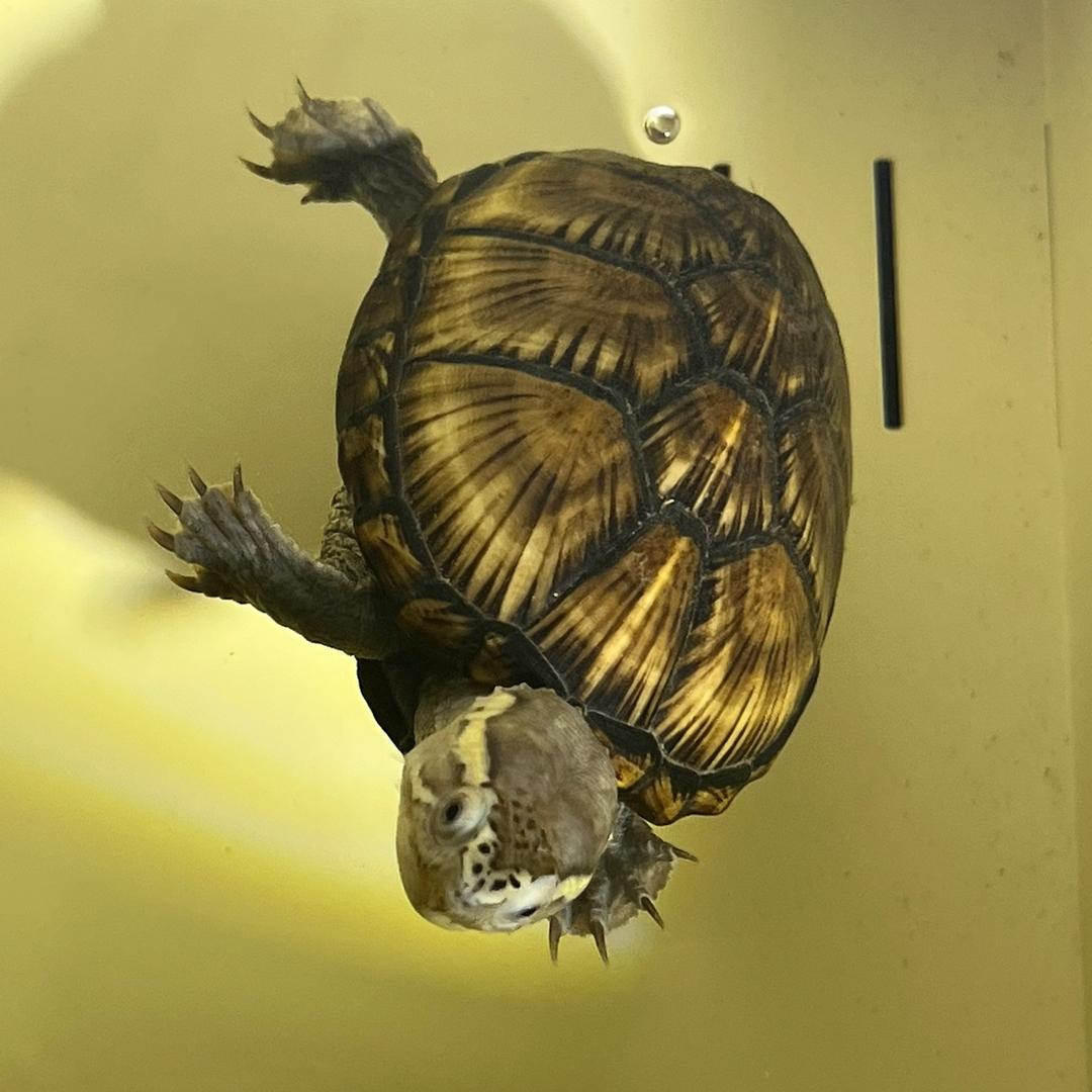 奥乐米拉爱养龟