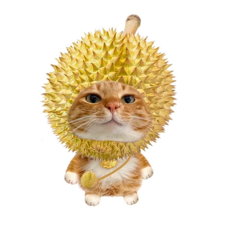 - ̗̀ꪔ̤̥ꪔ̤̫ ̖́