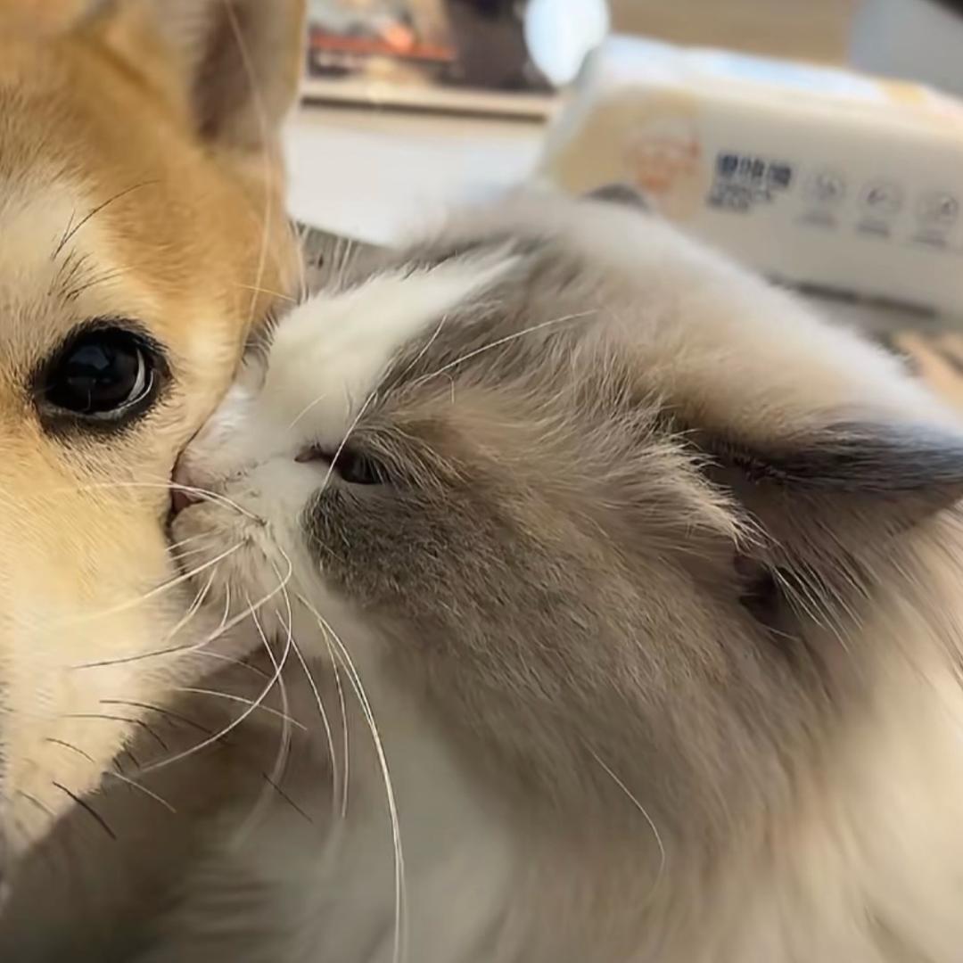 小猫大王