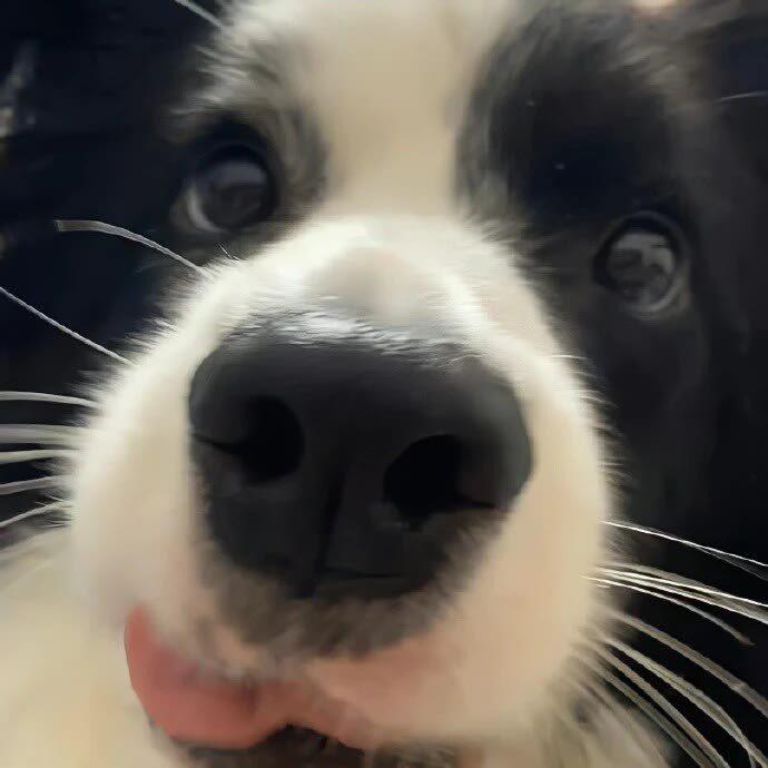 小狗很臭🐶