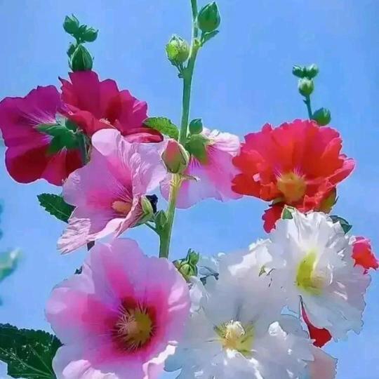 5月里