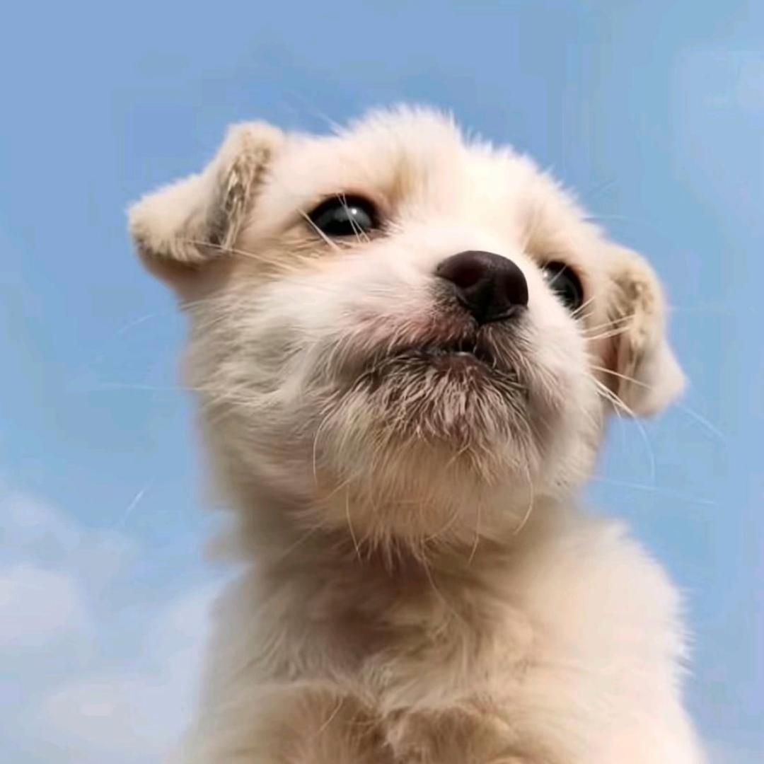 月朦胧鸟朦胧