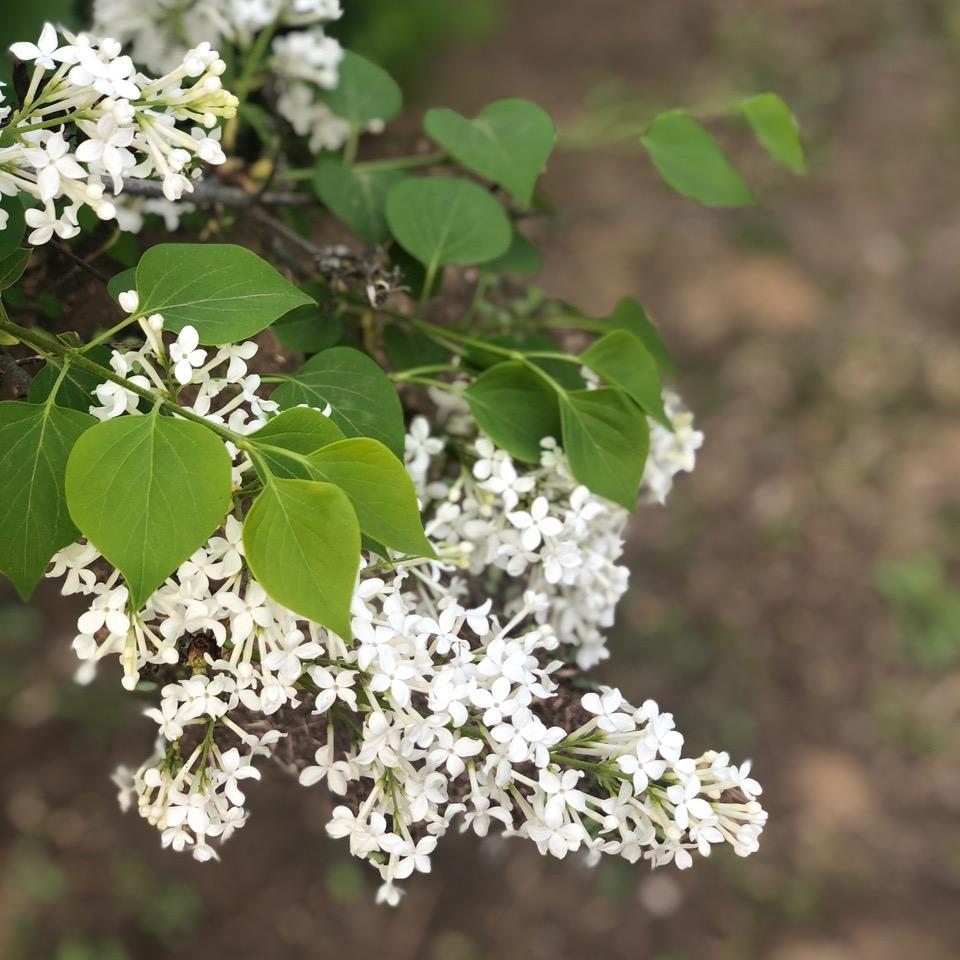 丁香花