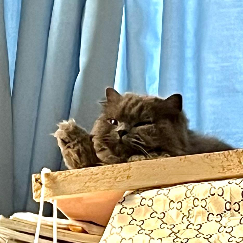 饿了猫