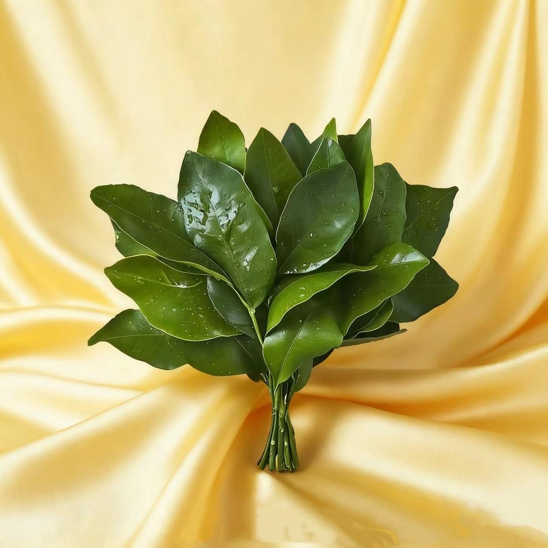 大硕的