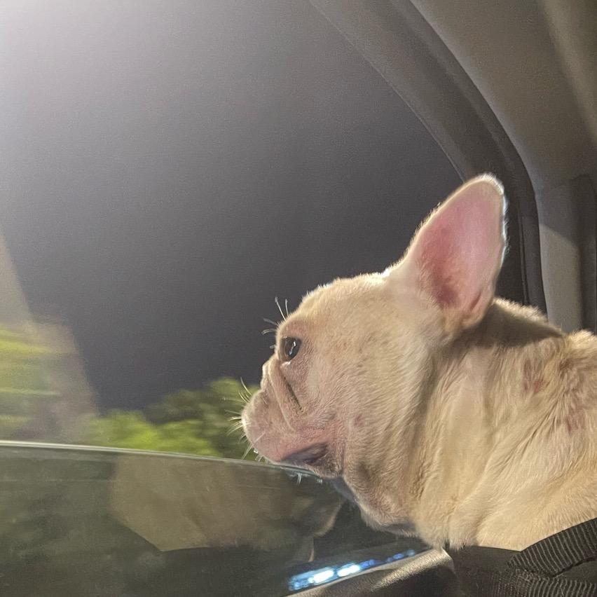 SonGJuNLan🐶