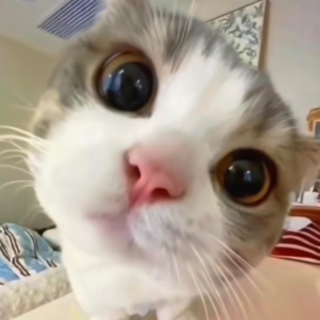 泡大头是两只猫