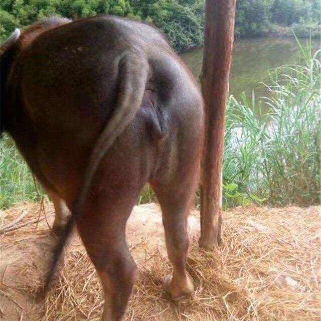 老树
