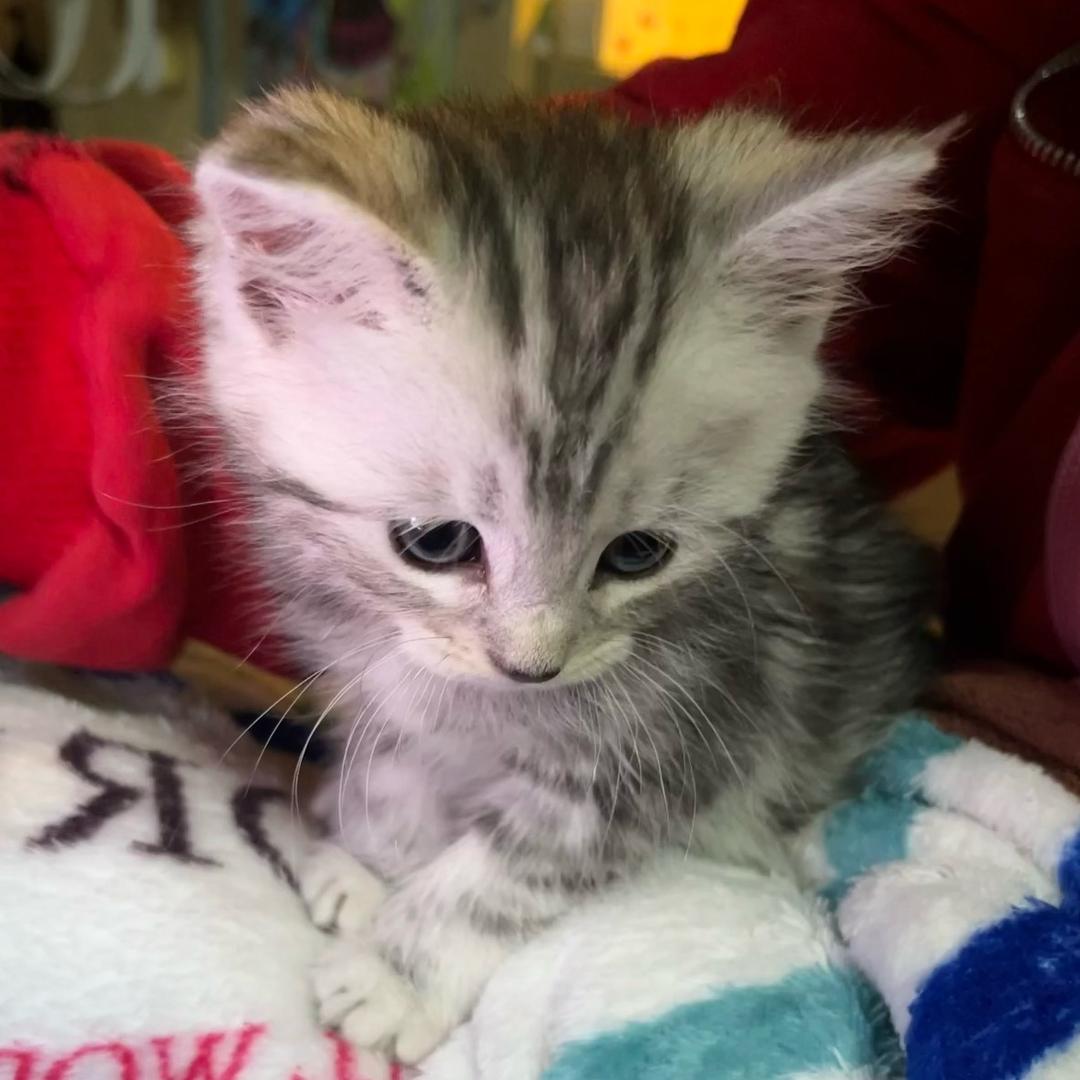 被男神骂装货怀恨在心偷他拼好饭