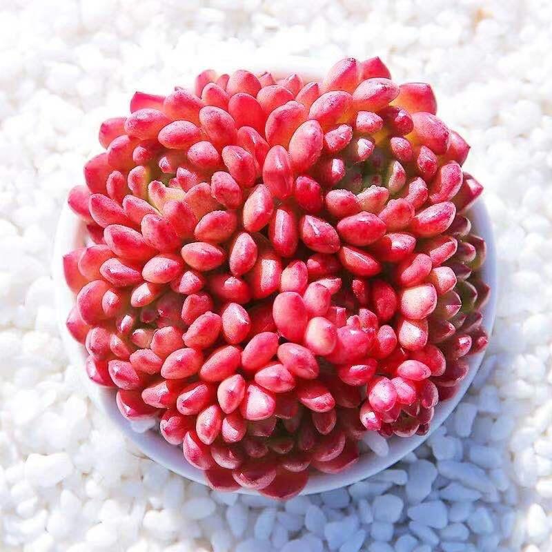 昆明菲菲多肉（征地清棚）