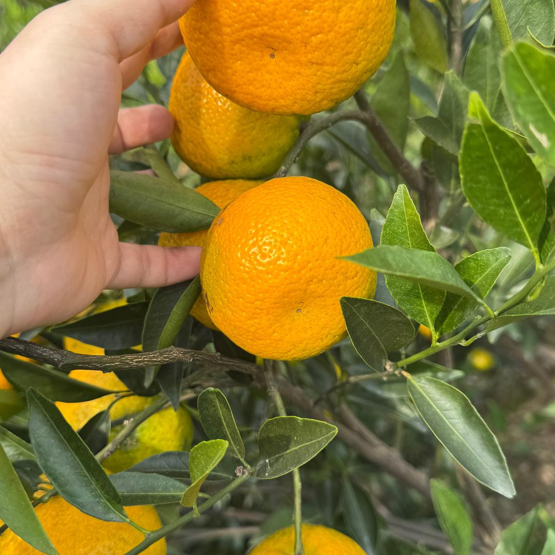 新会陈皮*老钟家