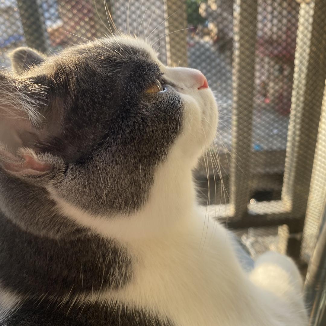 土豆是只猫-