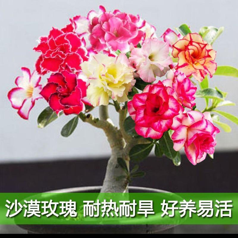 小晴天沙漠玫瑰