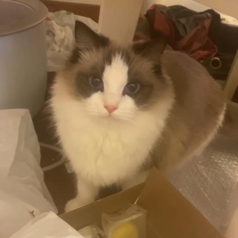 养猫的咸鱼