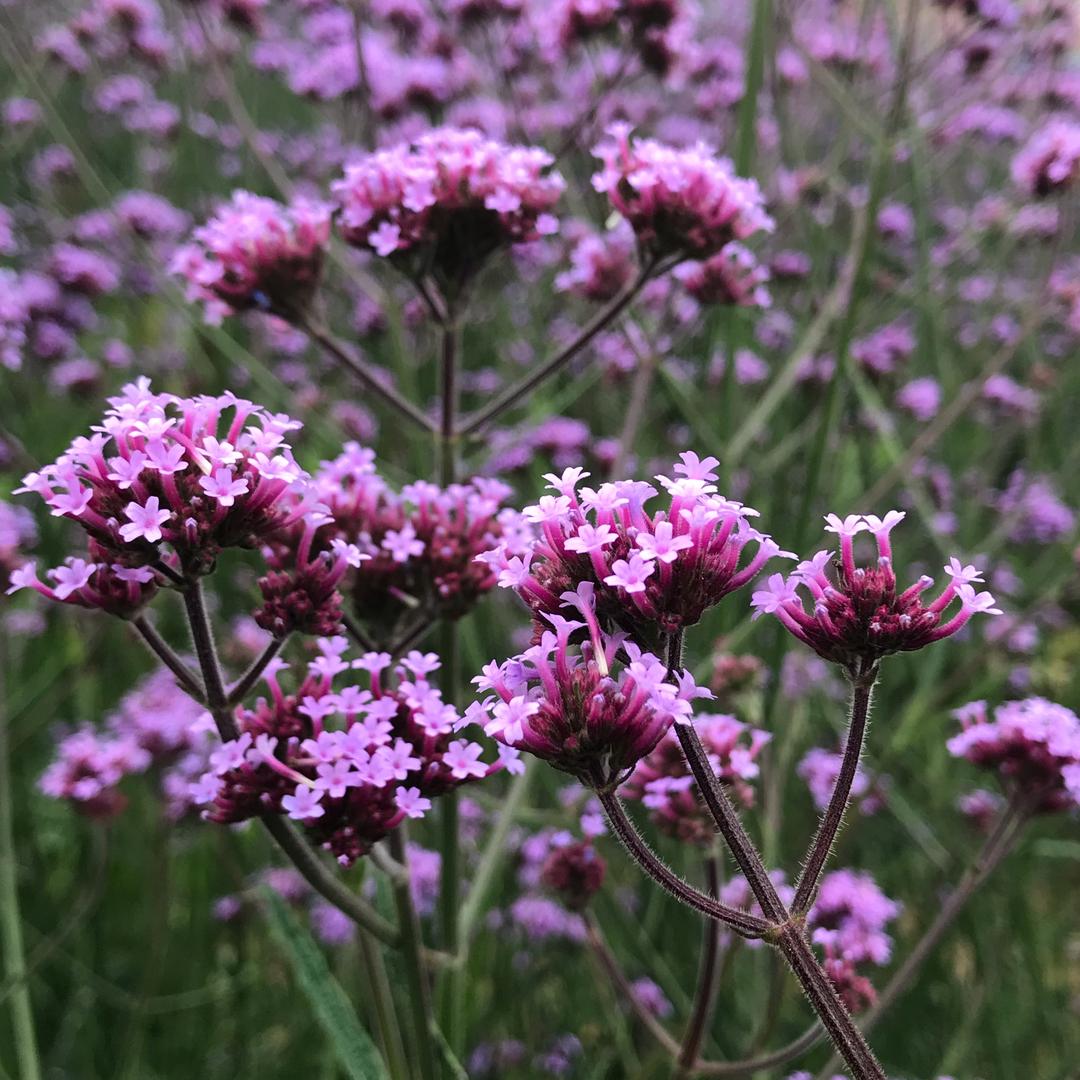 碎梦自惜💔【拒连赞】