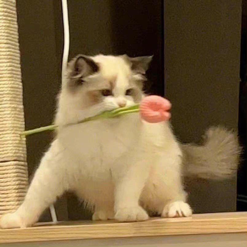 溪溪不语