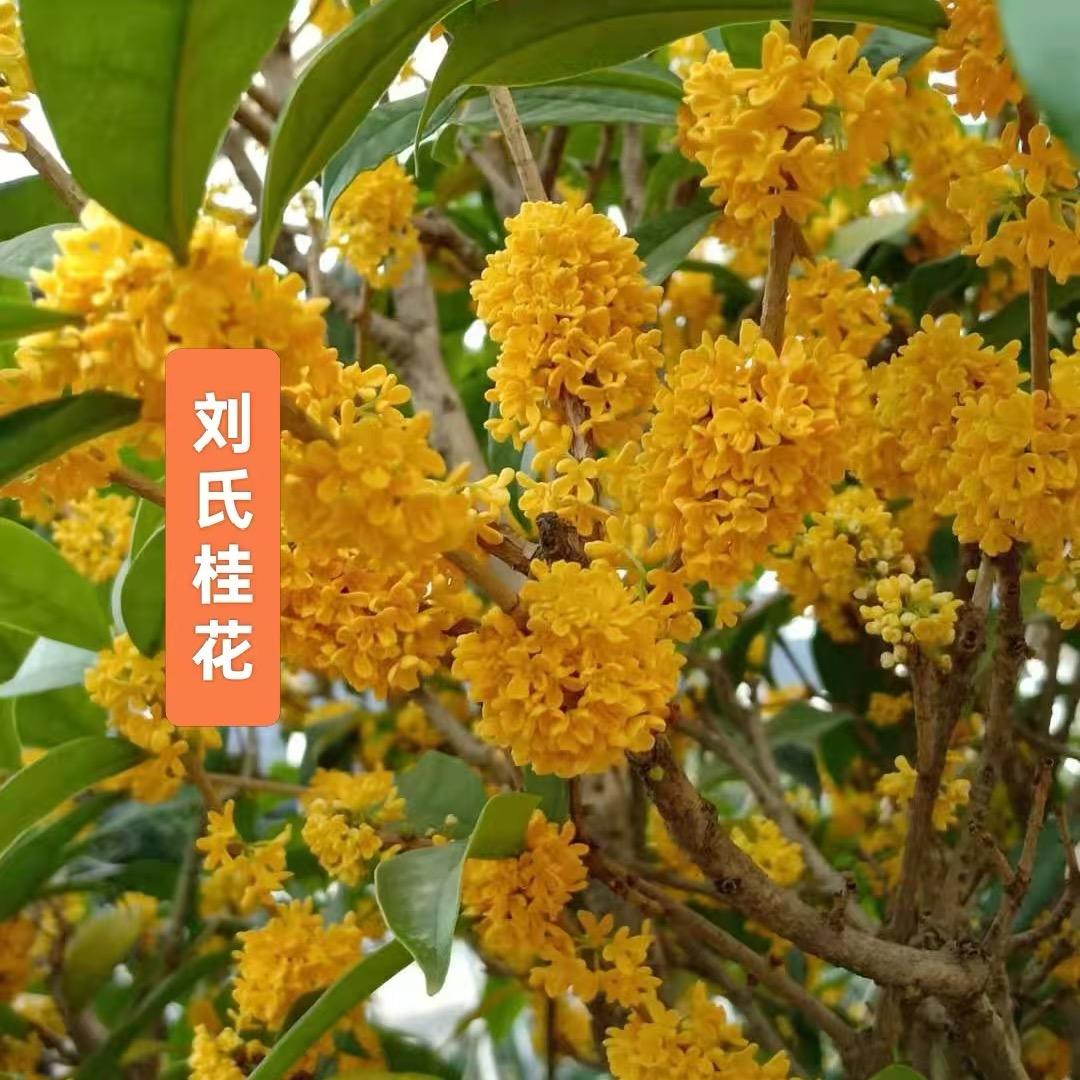 寰球桂花🌻