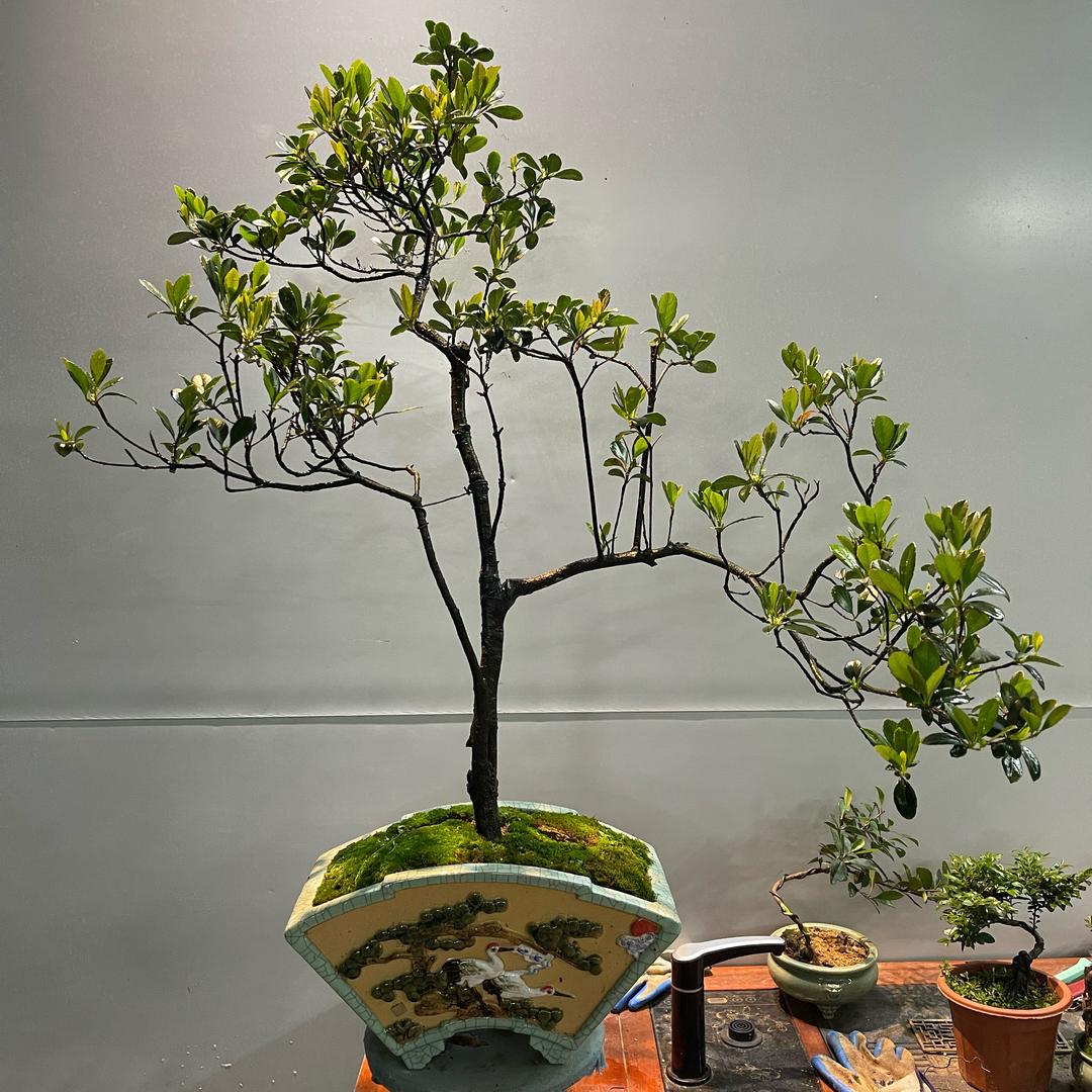 景缘盆景园