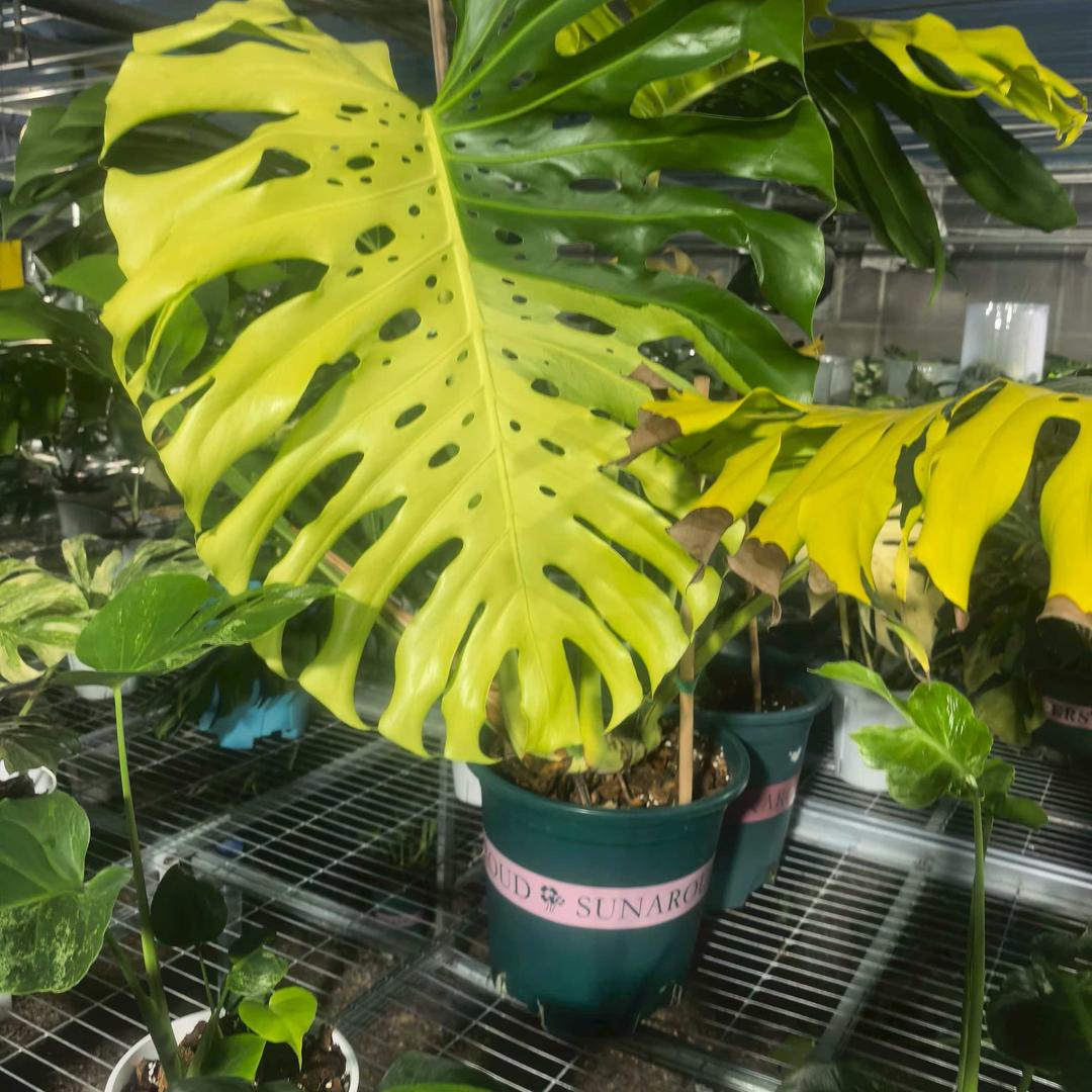 小泽玛丽的小铺