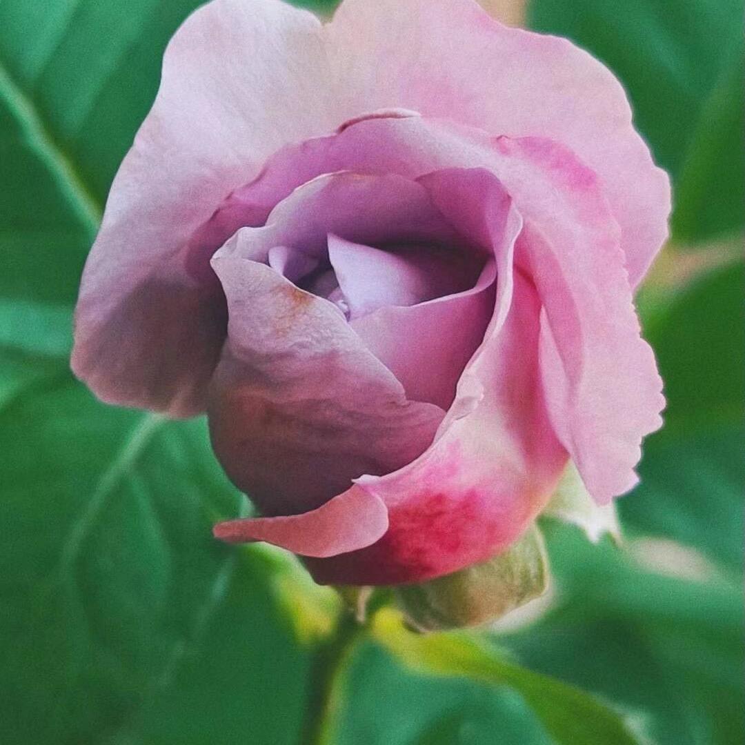 甜蜜蜜y