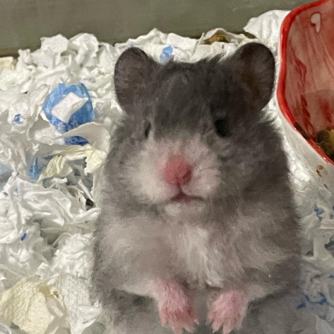 我有一只小云朵💛