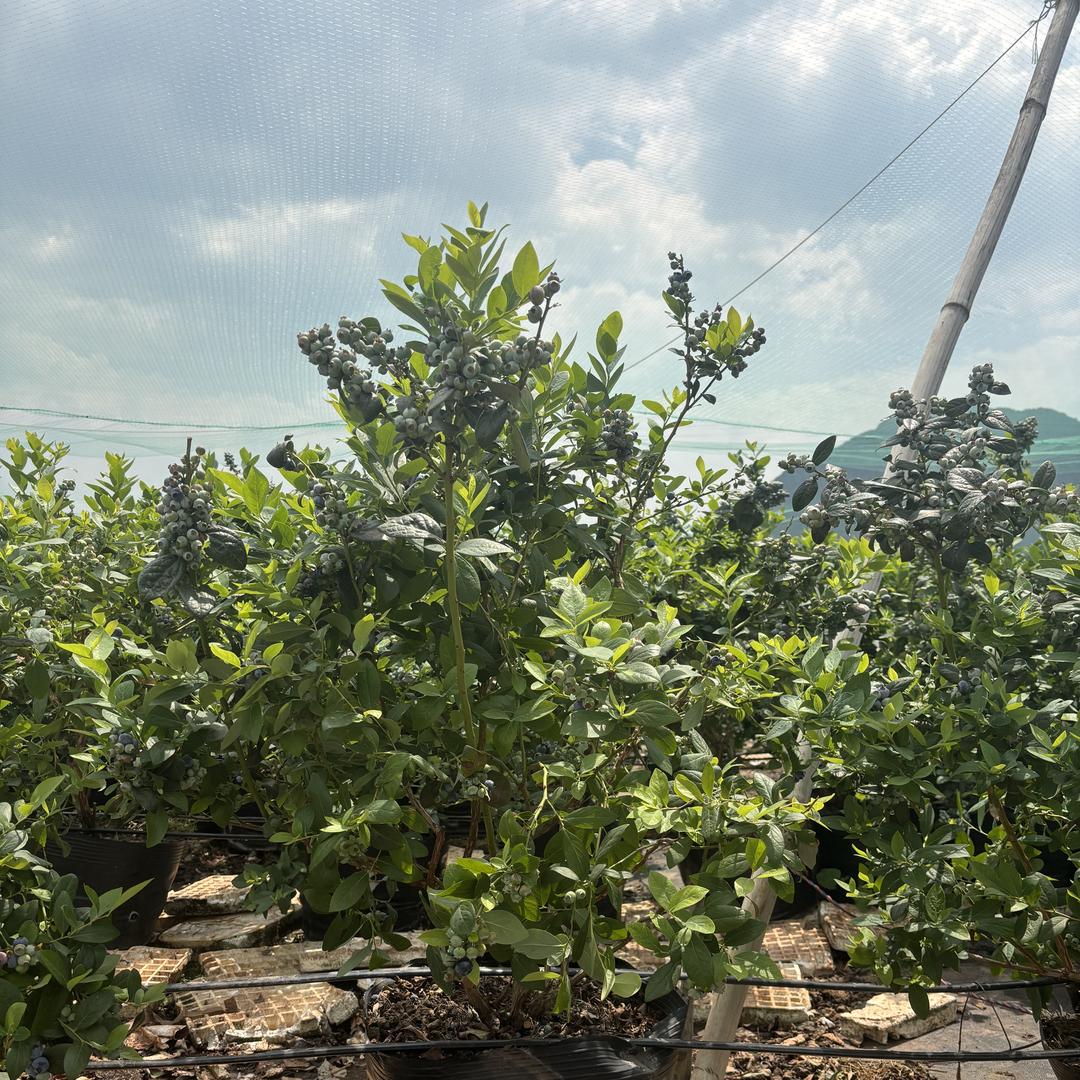 侏伎树精灵果树苗木专卖店