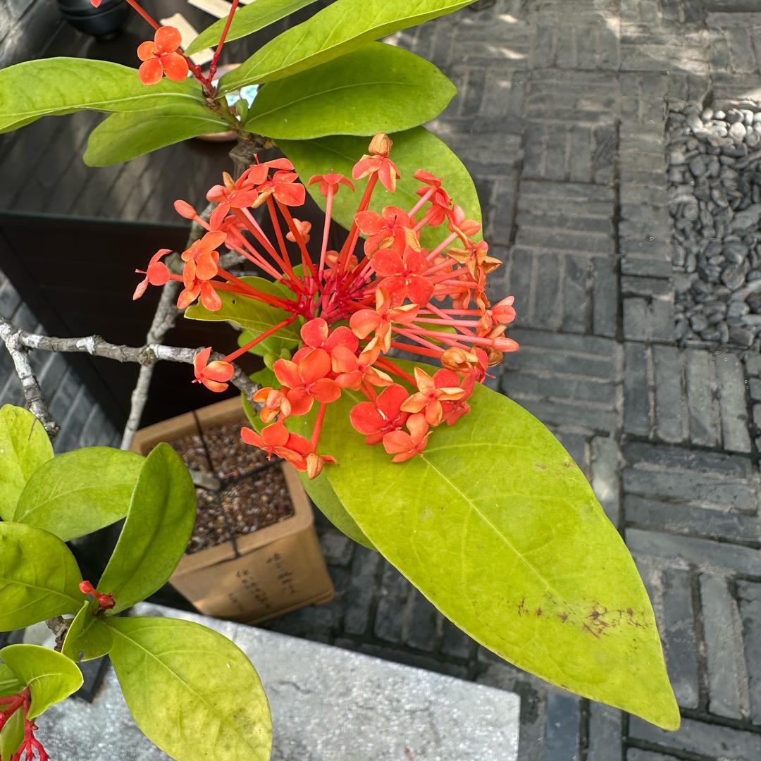 爱吃香菜的玉儿