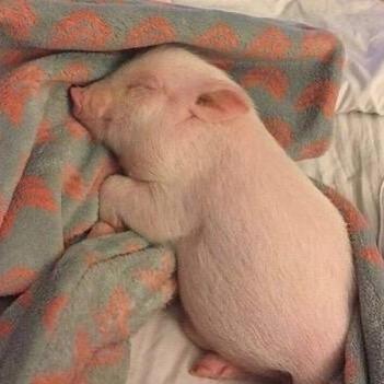 @🐷