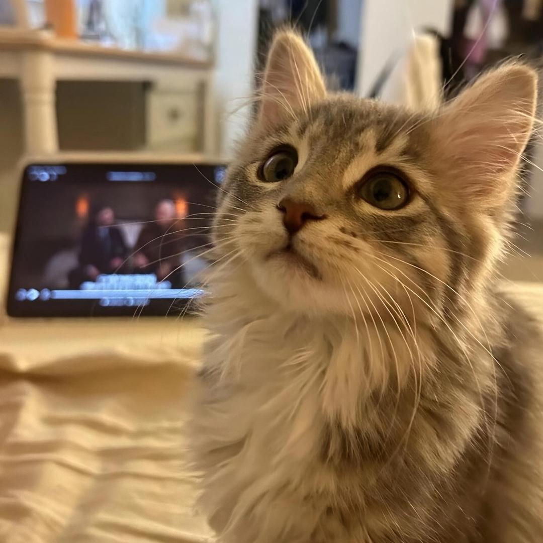 茉莉是小猫❄️