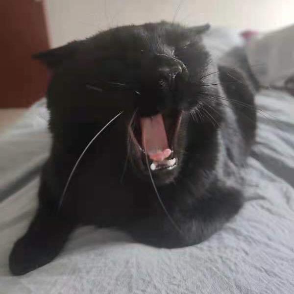 铲屎官和她的孩子们