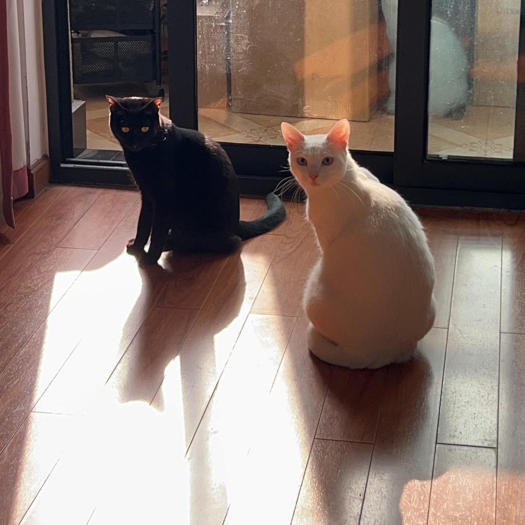 黑煤球与奶盖君