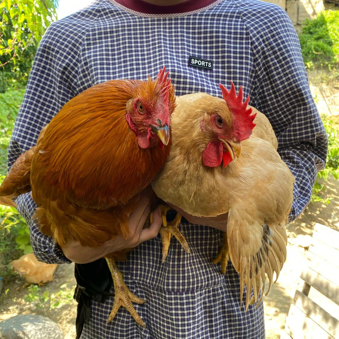 农家散养土鸡111