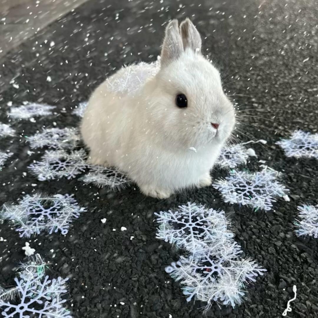 鼠鼠头像