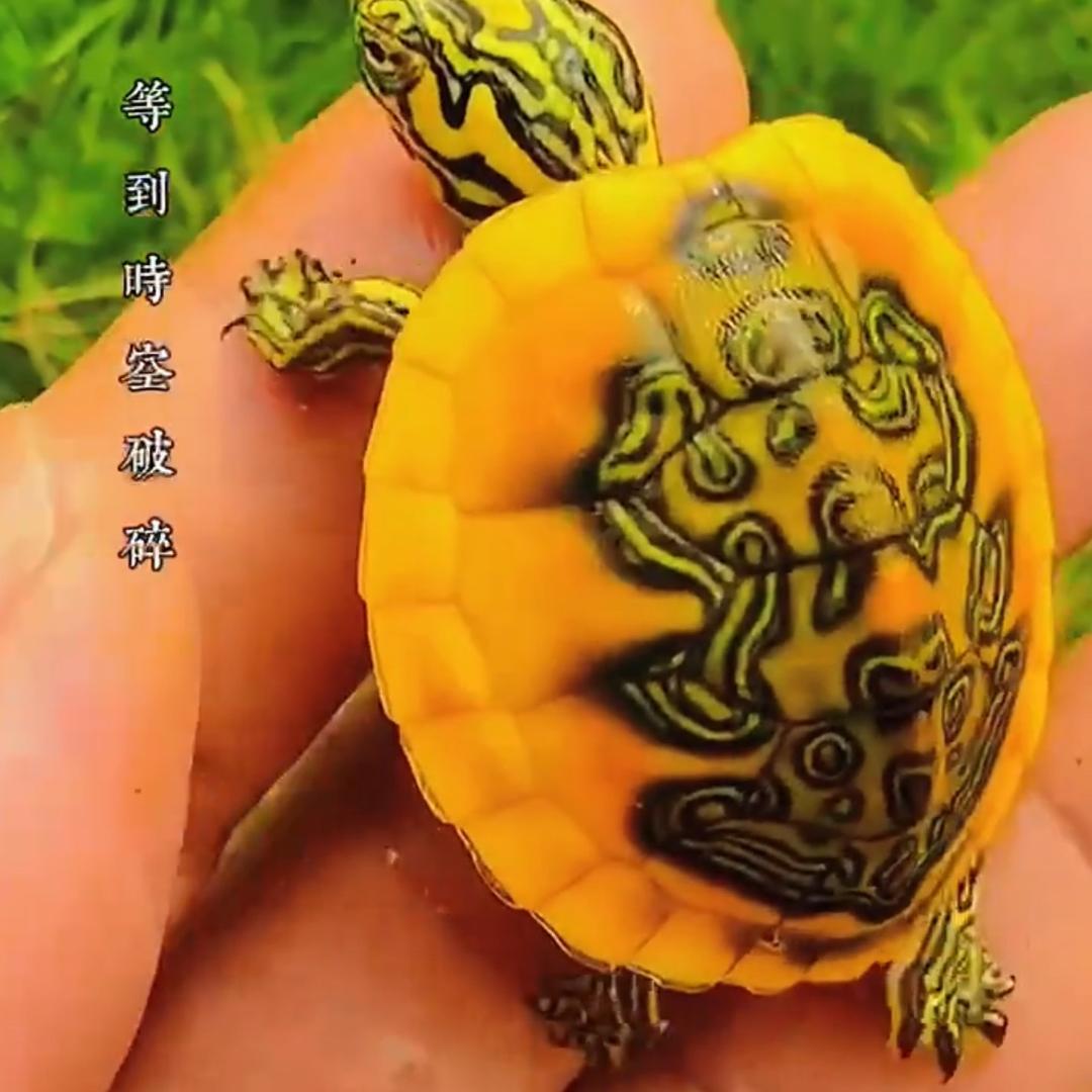 龟森林火焰龟