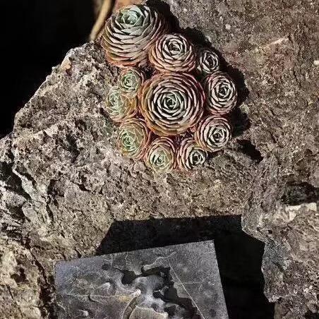 🌈🌈晓月初云