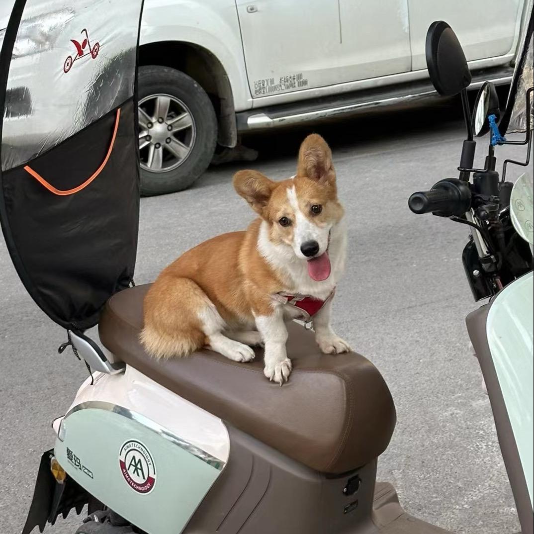 就叫小耳朵吧
