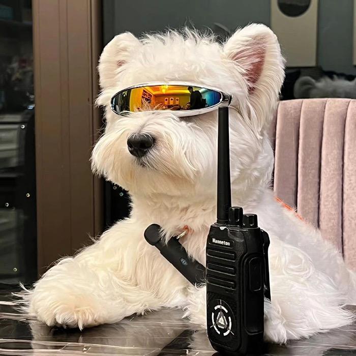 白日梦想家初一