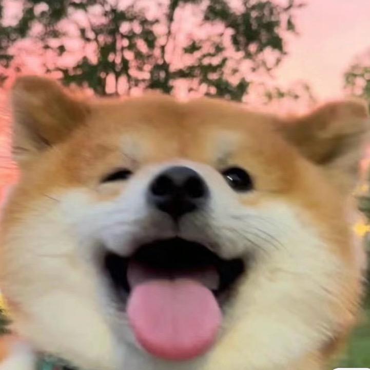 萌主柴犬