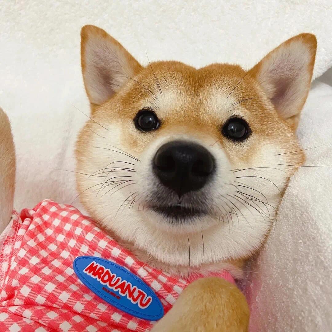 有啤酒肚的小仙女🧚‍♀️