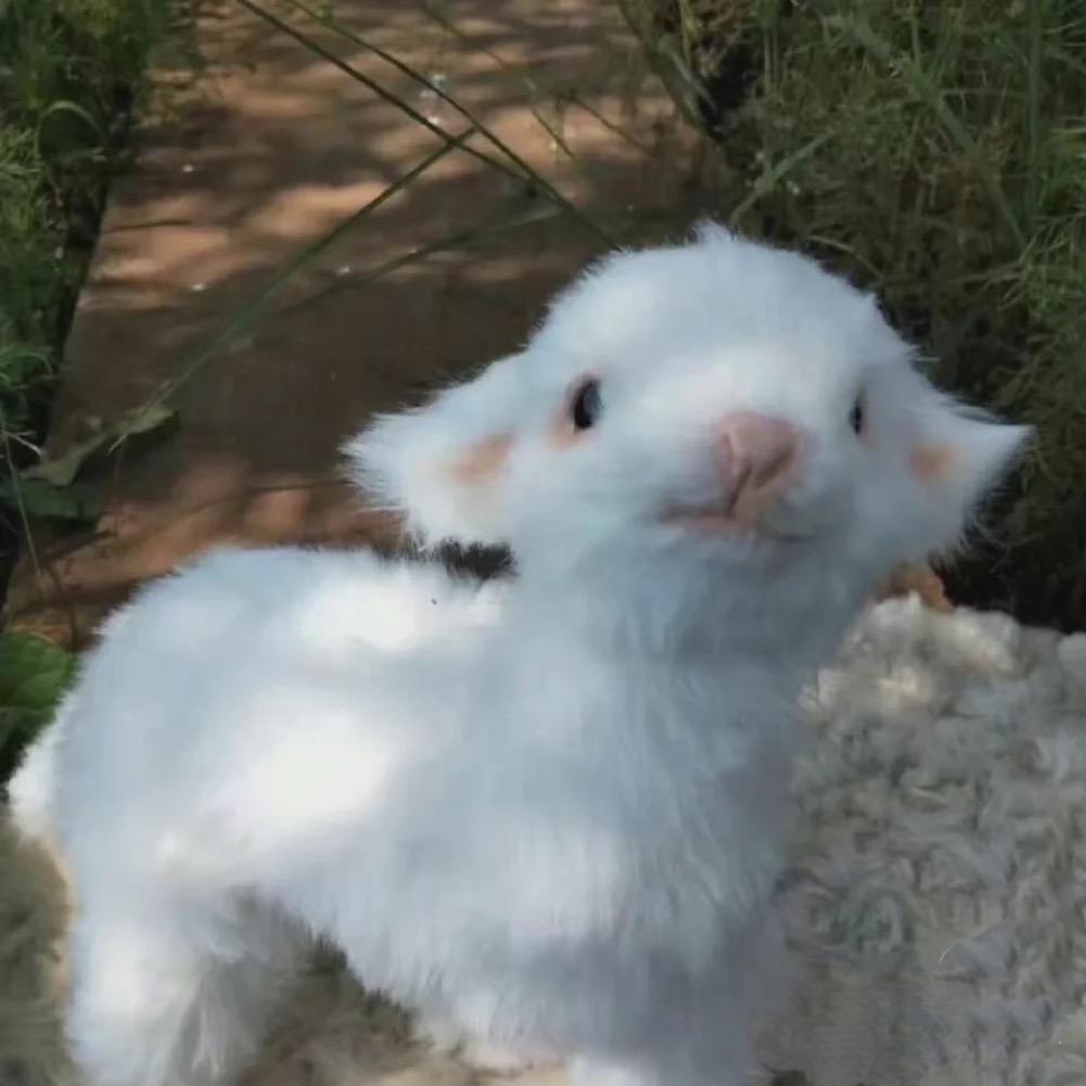 KD猫猫虫