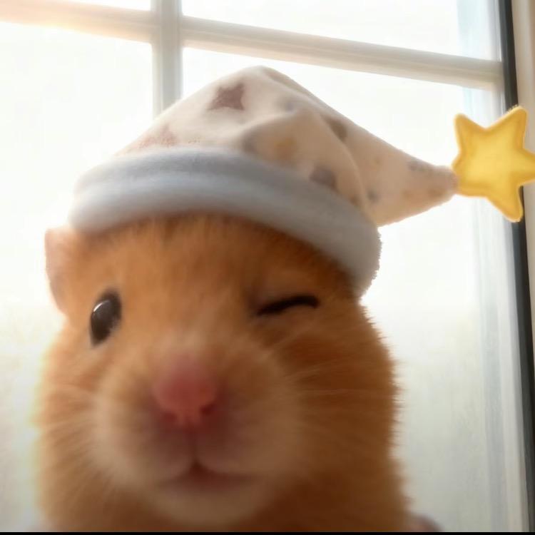 小猫小猫胖乎乎